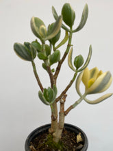 Load image into Gallery viewer, Crassula Ovata Variegata - Variegated Jade