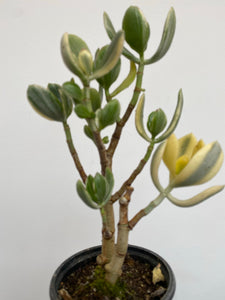 Crassula Ovata Variegata - Variegated Jade