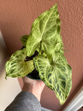 Load image into Gallery viewer, Syngonium Batik