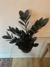Load image into Gallery viewer, Zamioculcas Zamiifolia - Black Raven ZZ Plant