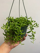 Load image into Gallery viewer, Senecio Radicans - String of Bananas