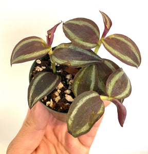 Tradescantia Zebrina - Burgundy Wandering Dude 2"