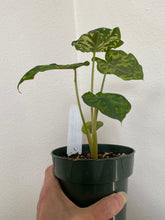 Load image into Gallery viewer, Caladium Praetermissum - Hilo Beauty