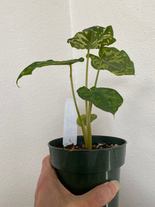 Caladium Praetermissum - Hilo Beauty