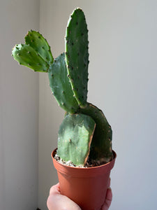 Prickly Pear Cactus