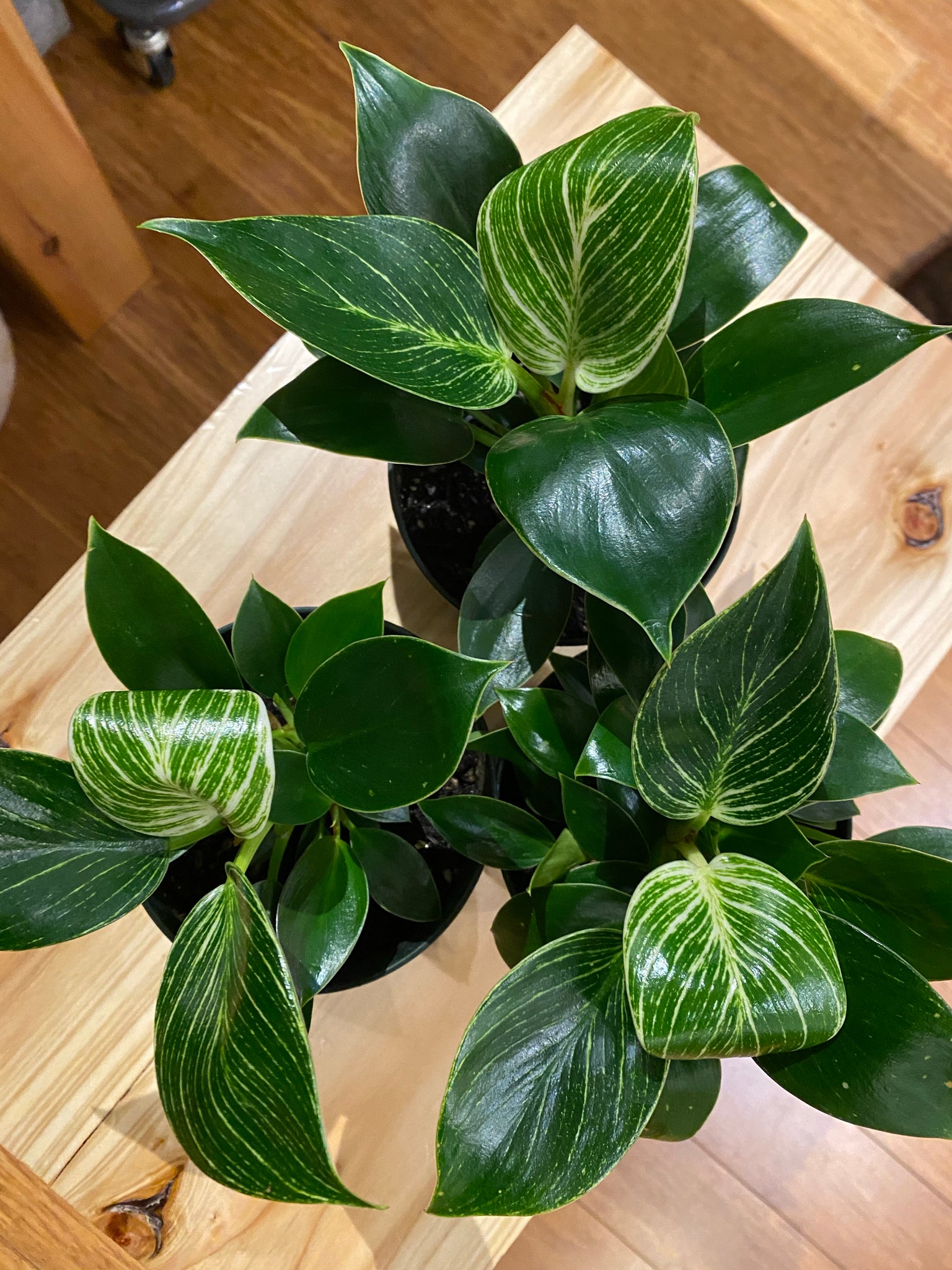 philodendron birkin congo Philodendron Birkin – WILDEHAUS