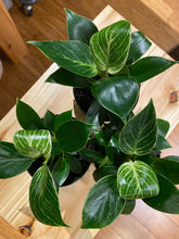 Load image into Gallery viewer, Philodendron Birkin