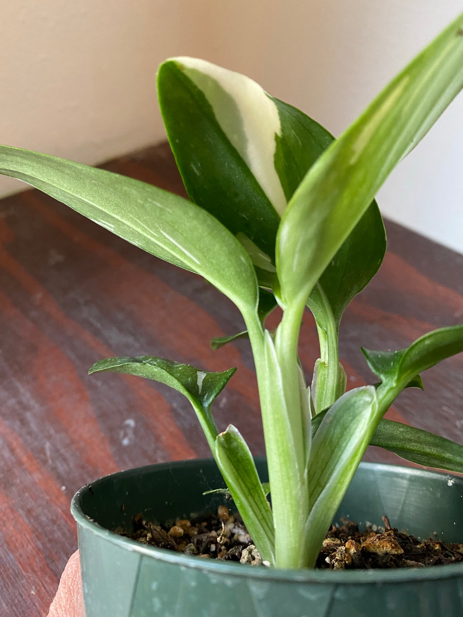 philodendron standleyana albo Monstera Standleyana Albo 4" – WILDEHAUS