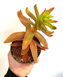 Succulents - Assorted - 4"