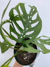 Load image into Gallery viewer, Monstera Adansonii - Swiss Cheese Plant