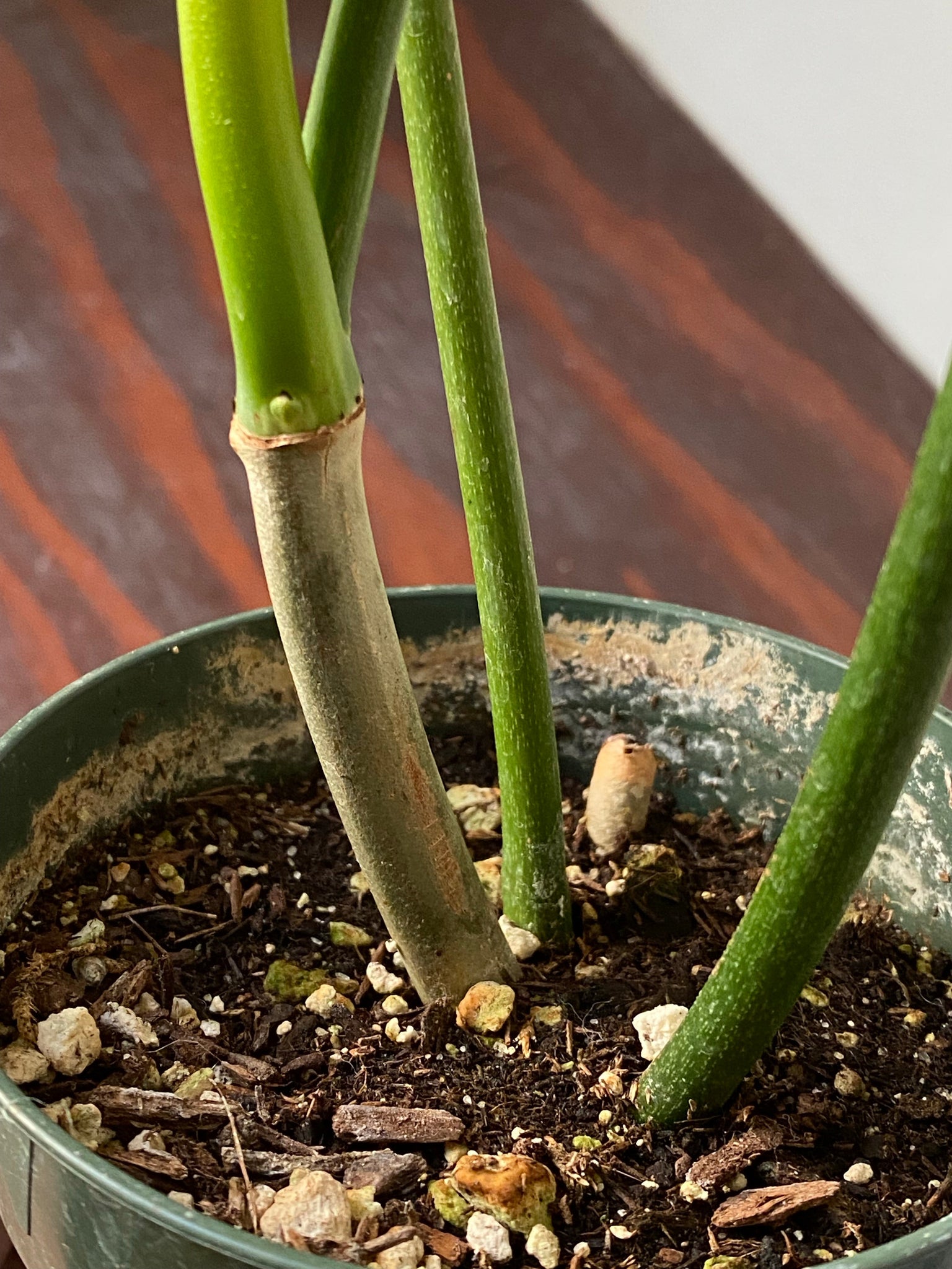 philodendron laciniatum for sale Philodendron Laciniatum – WILDEHAUS