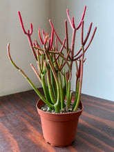 Load image into Gallery viewer, Euphorbia Tirucalli - Sticks on Fire - Red