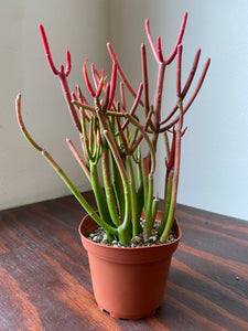 Euphorbia Tirucalli - Sticks on Fire - Red