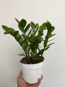 Zamioculcas Zamiifolia - ZZ Plant