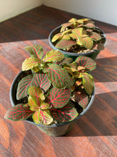 Load image into Gallery viewer, Fittonia