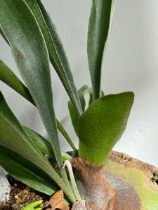 Staghorn Fern