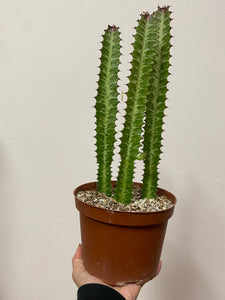 Euphorbia Trigona