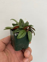 Load image into Gallery viewer, Peperomia - Caperata Rosso