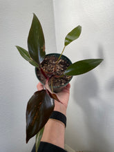 Load image into Gallery viewer, Philodendron Pink Princess - standard 4&quot;