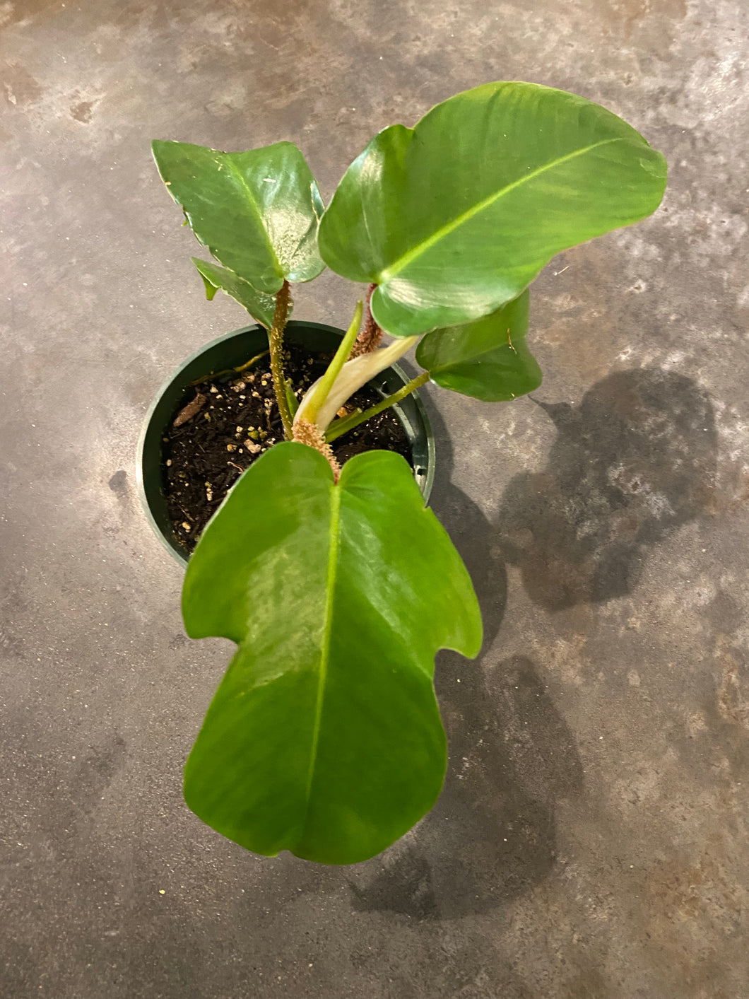 Philodendron Squamiferum