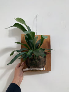 Staghorn Fern