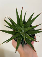 Load image into Gallery viewer, Haworthia