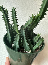Load image into Gallery viewer, Huernia Zebrina - Lifesaver Cactus