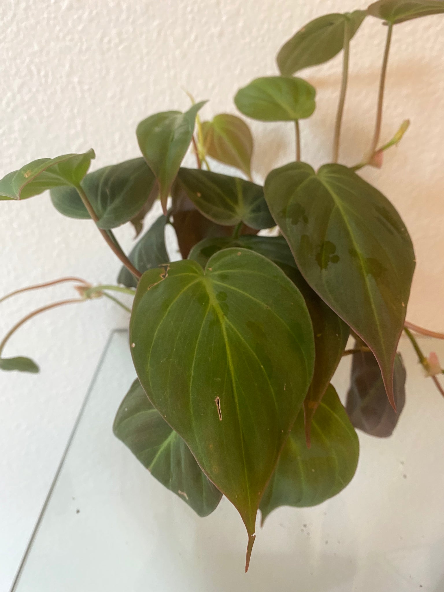 horseshoe philodendron Philodendron Camposportoanum "Horse Head"