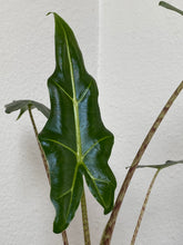 Load image into Gallery viewer, Alocasia - Sarian