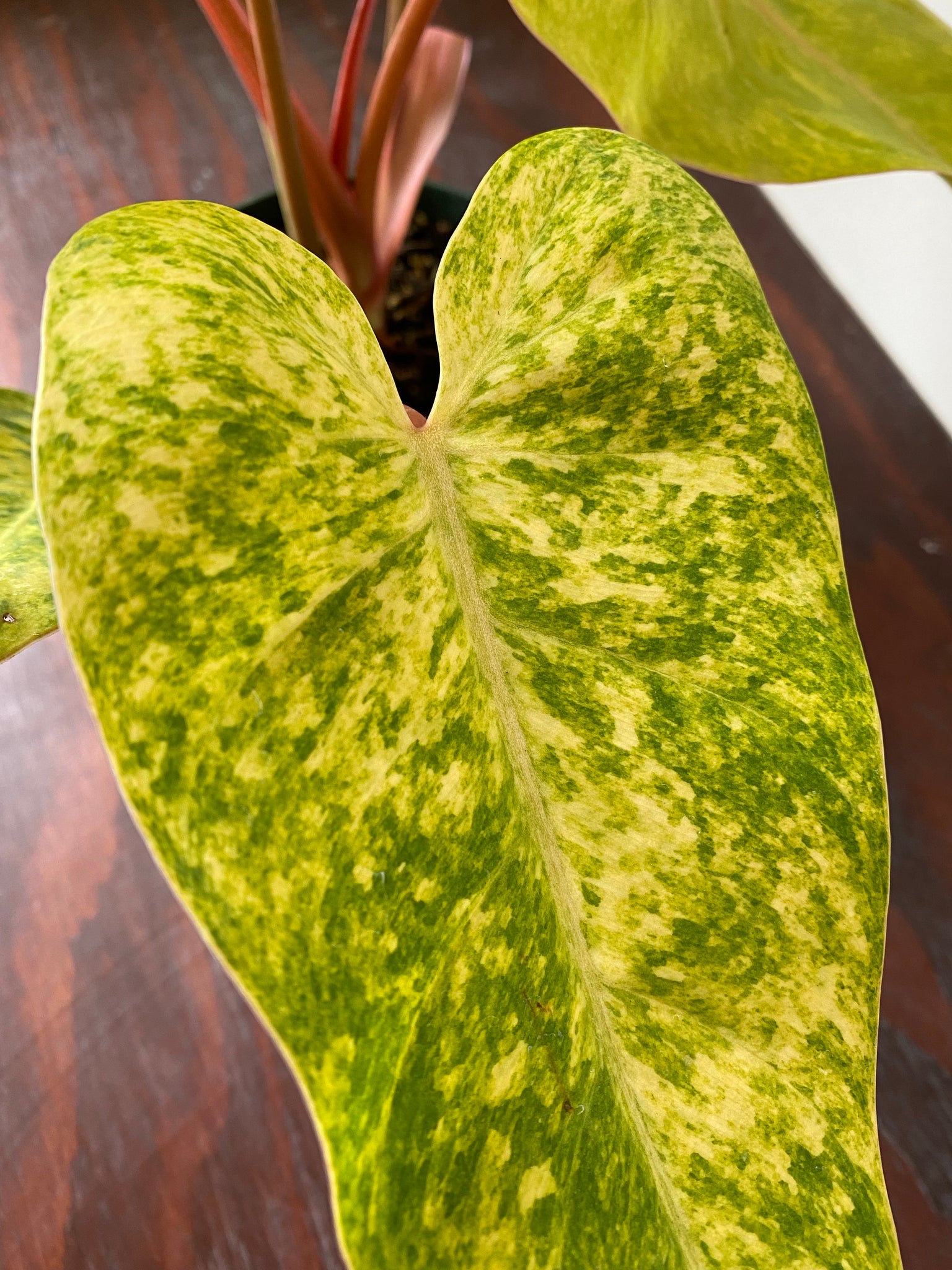 painted lady philodendron hybrid Philodendron Hybrid