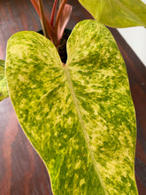 Load image into Gallery viewer, Philodendron Hybrid - Painted Lady