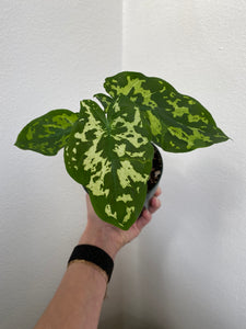 Caladium Praetermissum - Hilo Beauty