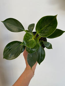 Philodendron Birkin
