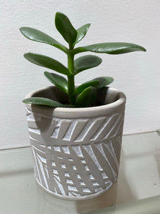 Gray Fern Pot - 3"