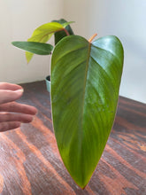 Load image into Gallery viewer, Philodendron Red Emerald - local pickup