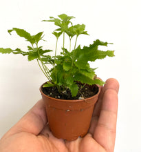 Load image into Gallery viewer, Pteris Fern