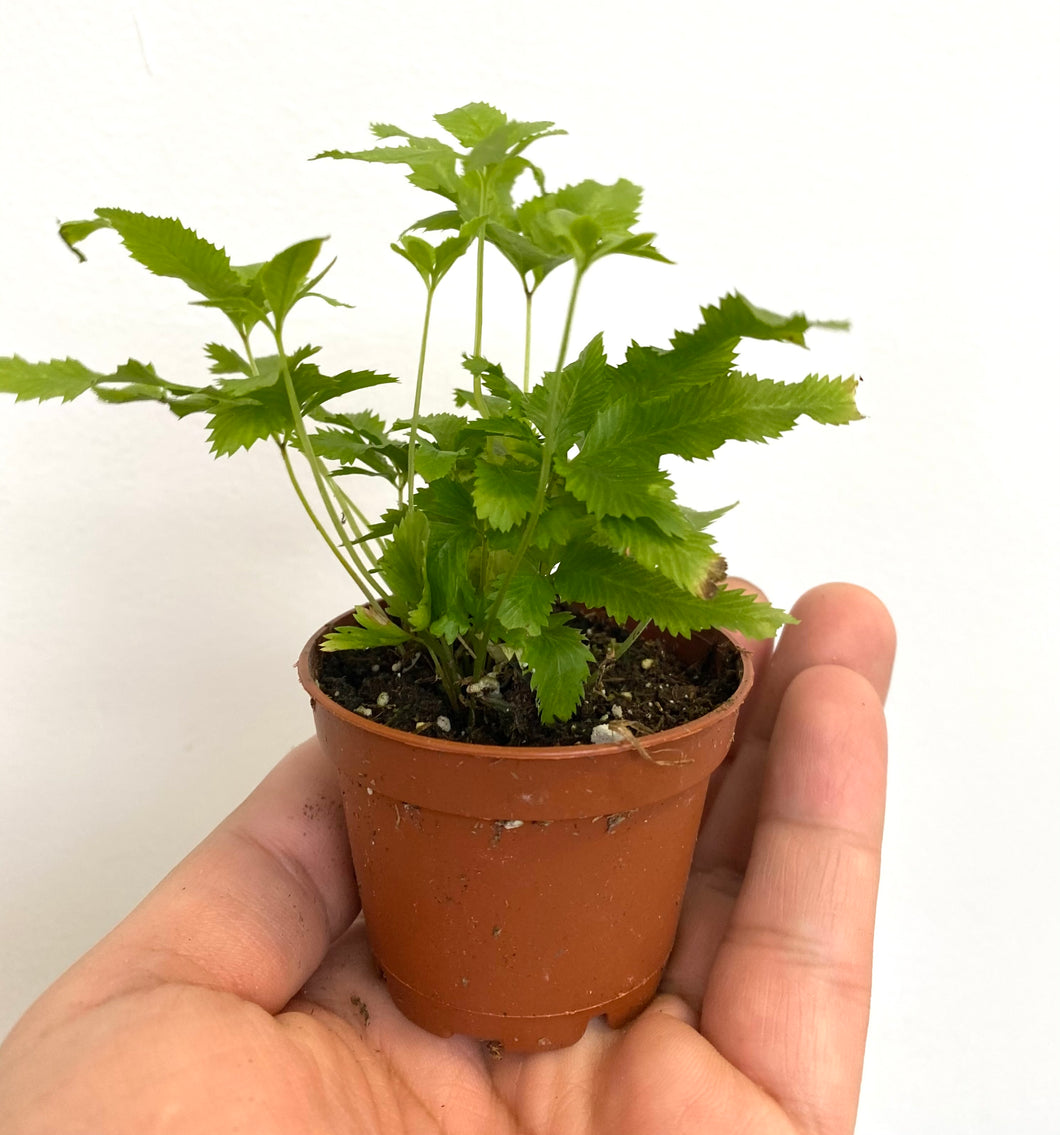 Pteris Fern
