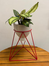 Load image into Gallery viewer, Valentine&#39;s Day Arrangement