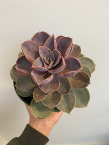 Succulents - Assorted - 6"