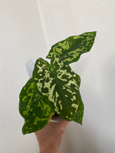 Load image into Gallery viewer, Caladium Praetermissum - Hilo Beauty