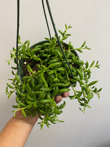 Senecio Radicans - String of Bananas