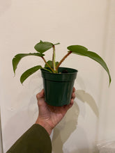 Load image into Gallery viewer, Philodendron Squamiferum