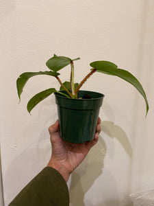Philodendron Squamiferum