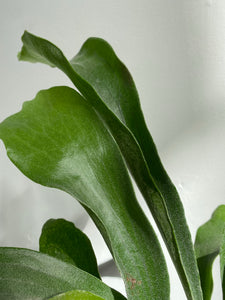 Staghorn Fern