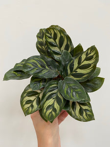 Calathea Makoyana - Peacock Plant - 6