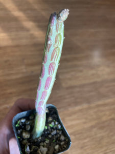 Premium Assorted Succulents - Local Pickup Only