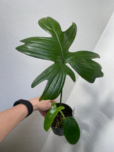 Load image into Gallery viewer, Philodendron Laciniatum