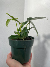 Load image into Gallery viewer, Philodendron Pedatum 4&quot;