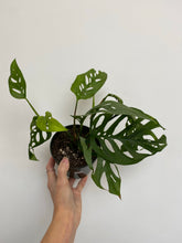 Load image into Gallery viewer, Monstera Adansonii - Swiss Cheese Plant