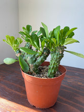 Load image into Gallery viewer, Euphorbia Neriifolia - Indian Spurge Treee